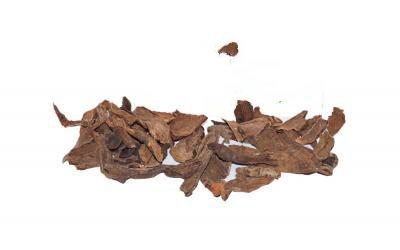 Бадан Товстолистий (Бергенія) Bergenia Crassifolia, Корінь