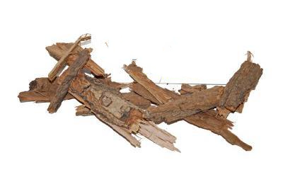 Біла Акація (Робінія Звичайна) Robinia Pseudoacacia, Кора