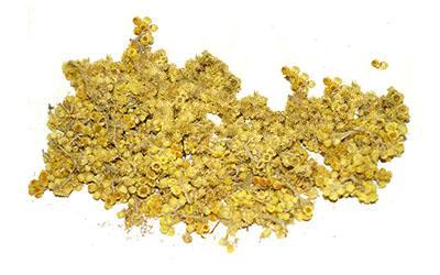 Цмин Піщаний Helichrysum Arenarium, Квітки