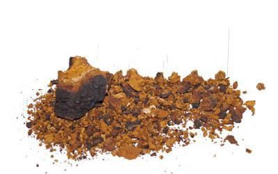 Чага, Березовий Чорний Гриб, Inonotus Obliquus, Гриб