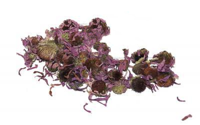 Ехінацея Пурпурова Echinacea Purpurea, Квітки