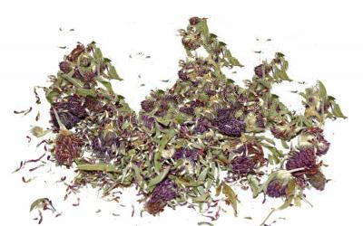 Конюшина Лучна Trifolium Pratense, Квіти