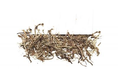 Копитняк Європейський (Підгорішник) Asarum Europaeum, Корінь