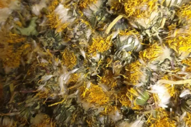 Одуванчик трава, Taraxacum Officinale Wigg