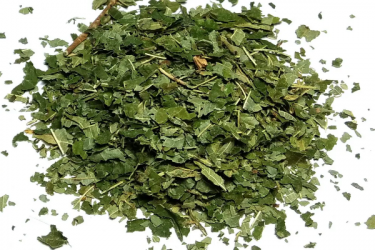 Ліщина Corylus avellana