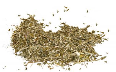 Лофант Ганусовий (Анісовий) Lophanthus Anisatus, Трава