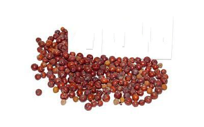 Ялівець Колючий (Червоний) Juniperus Oxycedrus, Плоди