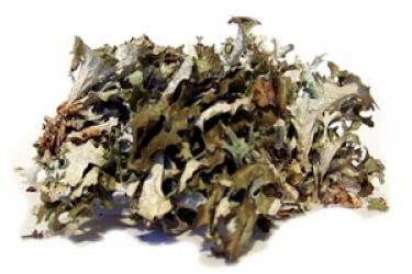 Мох ісландський Cetraria islandica