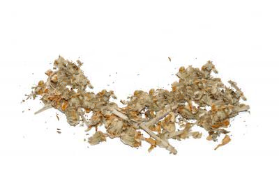 Собача Кропива Шерстиста (Панцерія) Panzeria Lanata, Трава