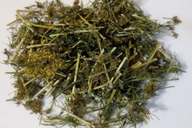 Подмаренник желтый трава