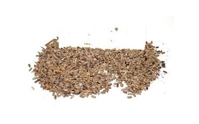 Розторопша Плямиста Silybum Marianum, Плоди