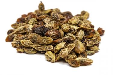 Софора Sophora japonica