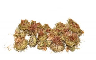 Татарник Колючий Onopordum Acanthium, Квітки