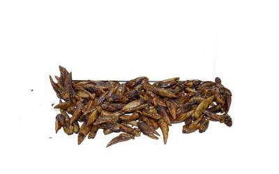 Тополя Чорна Populus Nigra, Бруньки