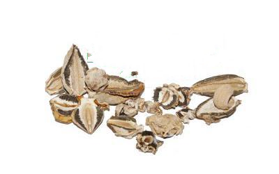 Веселка Звичайна Phallus Impudicus, Гриб, Стадія Яйця