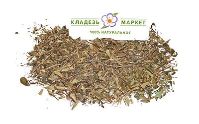 Зимолюбка Зонтичная Chimaphila Umbellata Трава