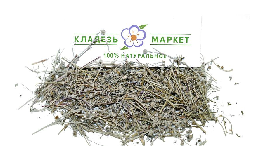 Перстач Сріблястий (Лапчатка Срібляста) Potentilla Argentea, Трава
