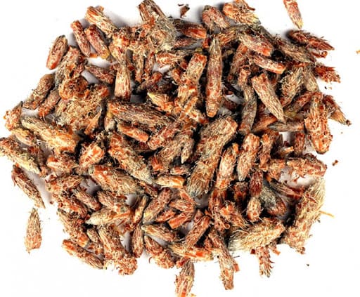 Сосна Pinus sylvestris